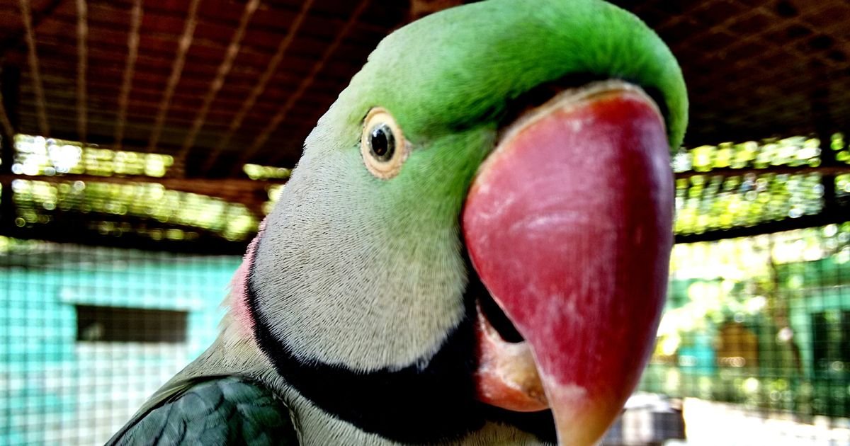 Opium-eating parrots are plundering poppy fields to feed their addiction