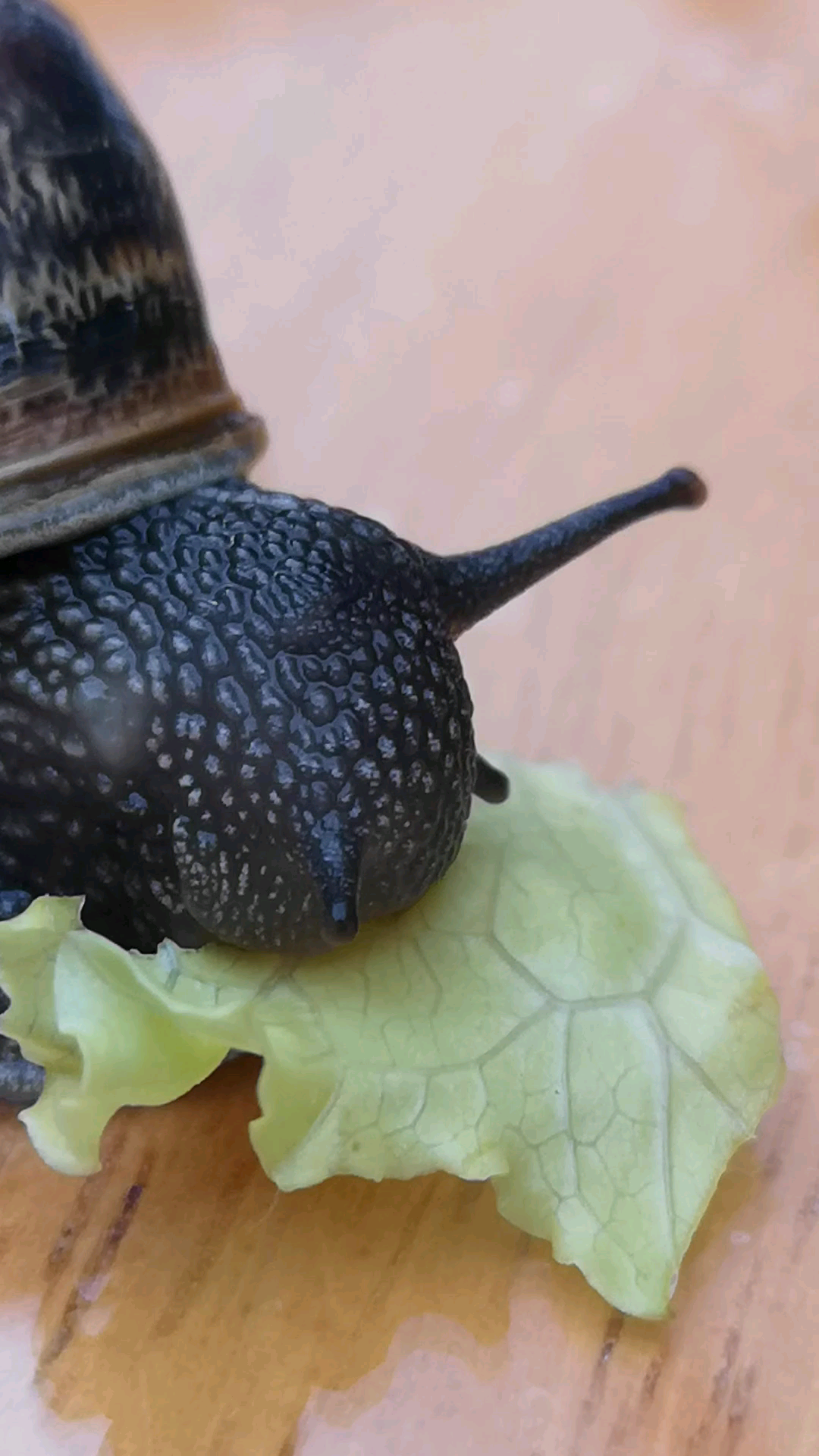 Snail eating lettuce
