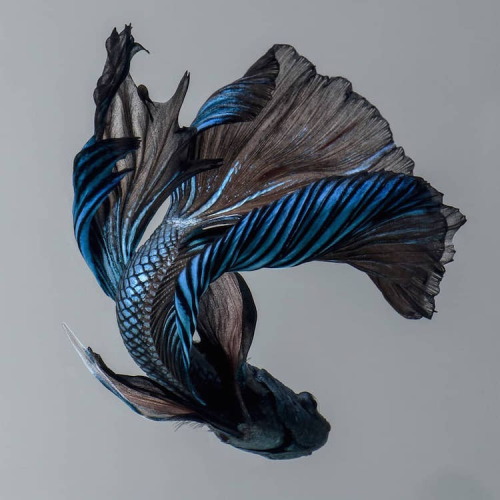 mymodernmet: Siamese Fighting Fish Portraits Look Like Colorful Clouds