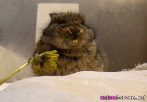 sixsteen: if u feel sad right now look at this bunny eating a flower