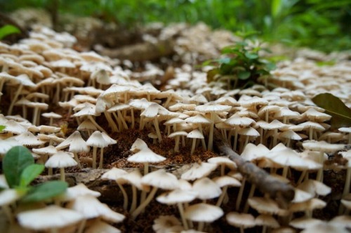 3rdquartermoon: llovinghome: Wild Mushrooms -
