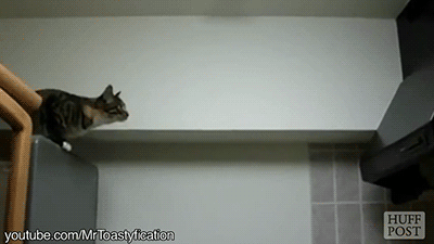 gifsboom: Video: Cat Jumping Fails