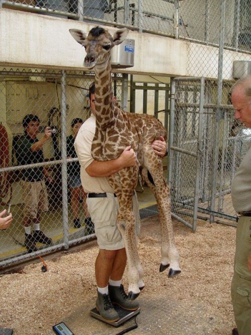 hijerking: hijerking: guys have you ever seen how you weigh a baby giraffe isn’t