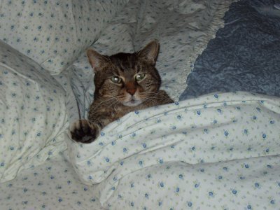 boobleak: coolcatgroup: floozys: reblog if you support cats tucked