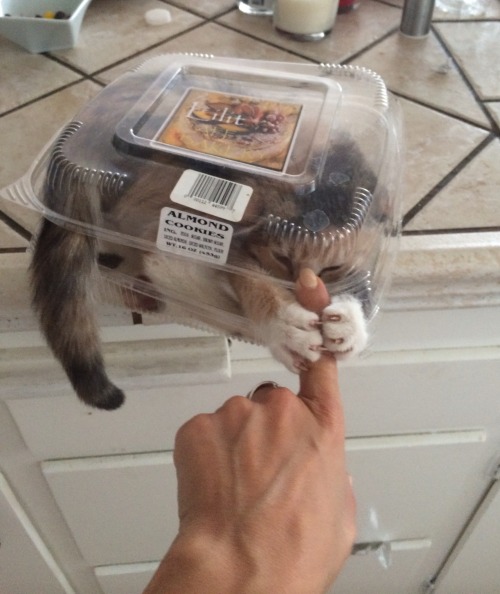 gentlemanbones: These almond cookies are very aggressive. 