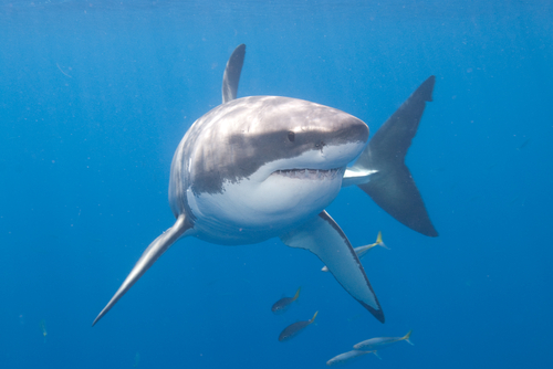 sharkfactoftheday: Great white sharks have up to 300 teeth.