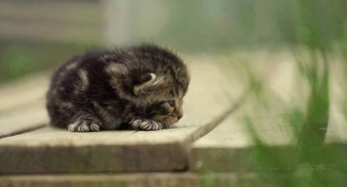 inebriatedpony: theblurofserenity: So much cute!! kittens kittens kittens 