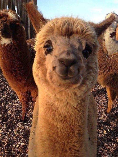 teenagerposts: if you’re having a bad day… here’s a smiling alpaca
