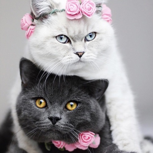 best-and-amazing: The Most Beautiful Cats Of All Times Sourse: @my-moonlight-us
