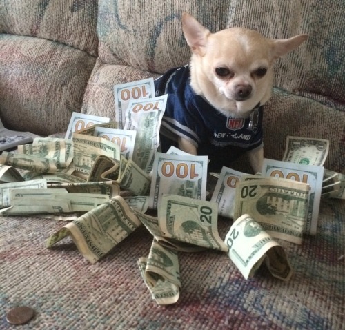 attendance: mmwtmx: attendance: so last week I reposted the money dog