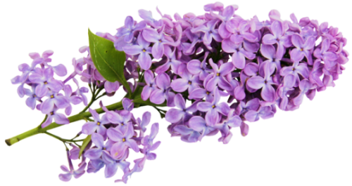 Lilac in Magick