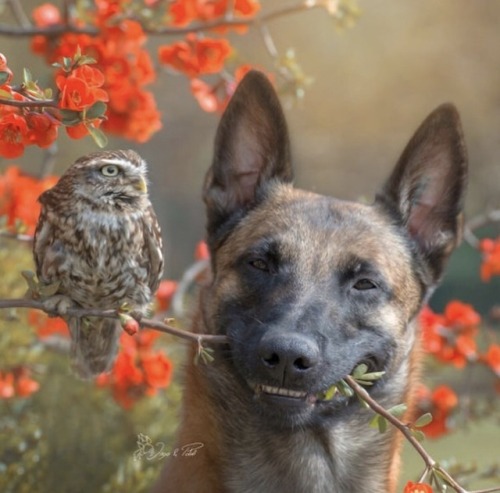 quotenhomo: animals-lovers: Instagram: animals_lover_ig Please credit the actual photographer Tanja Brandt who took these beautiful photos of Ingo (the dog) and Poldi (the owl)! 