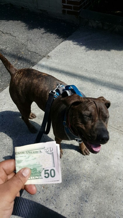 that-boy-bubbles: lopezlopezrod: donnieboyy: note-a-bear: Reblog the money dog in 50 seconds and money will find you Gimme my money 