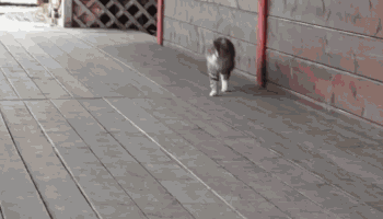 the-best-of-funny: ariannagrandeofficial: big-chicken: cat cat cat cat cat cat cat cat cat this cat lives in a show horse barn which is why it walks and runs that way x 