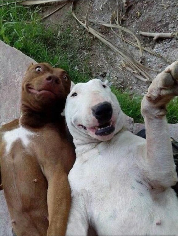 lisabeam: fahbulus: taking selfies with my friends like aren’t those