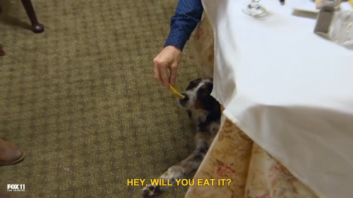 unclefather: becketts: that one time on Hotel Hell when Gordon Ramsay fed the owner’s dog some shitty bread and then was afraid he killed her He checked her pulse 