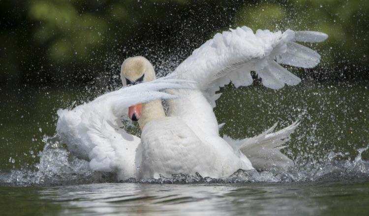 Swan breast.