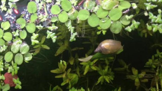 #all queue can eat #video #animals #A Journey my snail made a boat out of a leaf and I’m very impressed 