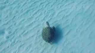#all queue can eat #animals #video #true swimmers know the feeling of swimming breaststroke and being underwater the whole lap :
A moment of peace
the water is so clear…   he’s flying