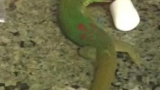 #video #animals #all queue can eat #he's a GUEST :
i found this lizard in my kitchen licking a marshmallow
Do you know him?