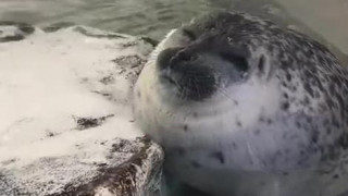 #animals #video #all queue can eat snoozy seal