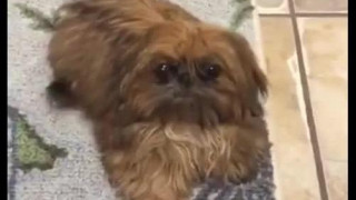 #all queue can eat #video #animals :
i slowed down the audio of this vine and it now seems like the dog turned of the lights and freaked out the camera man
this man is being murdered and you cowards just sit and watch