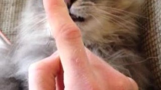 #all queue can eat #video #animals :
:
:
Terrible reflexes 


you broke them :P
Cat malfunction 