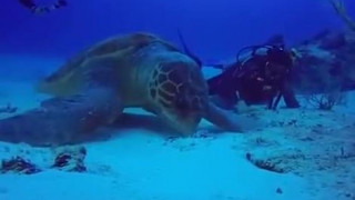 #all queue can eat #animals #video #he’s just having a grand ol time this is a sea turtle  I know they can live for over 500 years but I never knew they got this big
