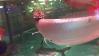 #all queue can eat #animals #video :
turtle riding fish
yeehaw