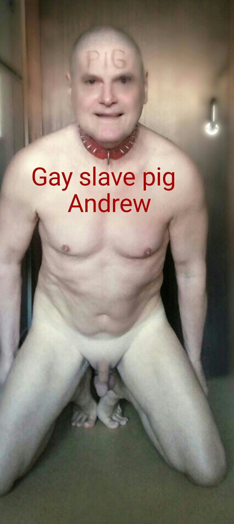 naked toilet slave pig andrew