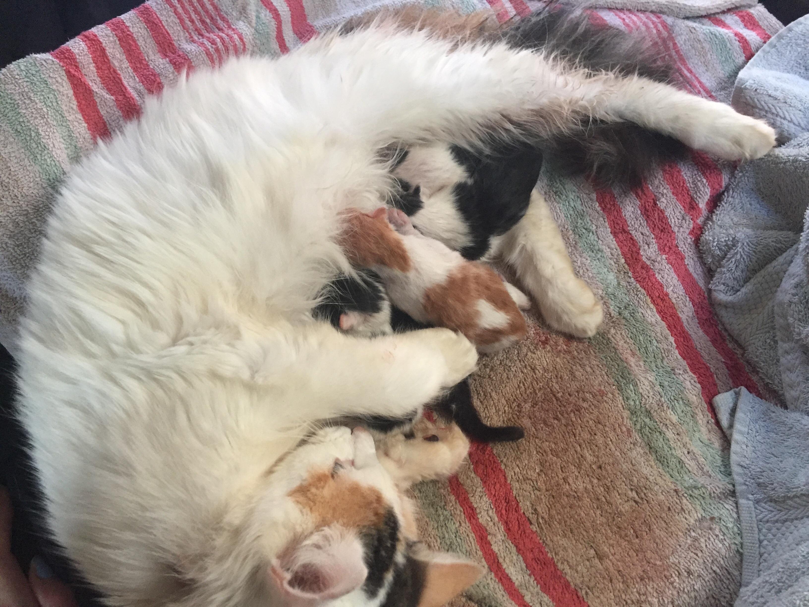 SHE HAD HER KITTENS THIS MORNING AND THEY ARE SO CUTE 